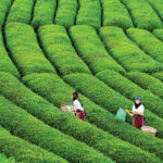 مزارع الشاي الشهيرة